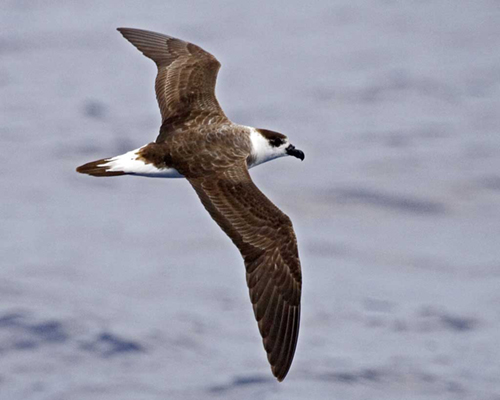 Black Capped Petrel