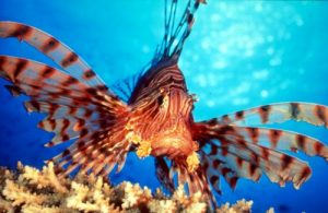 lion-fish-739346