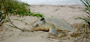 Turtle Nesting