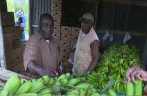 Banana Farmer