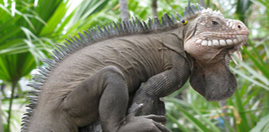 Iguana