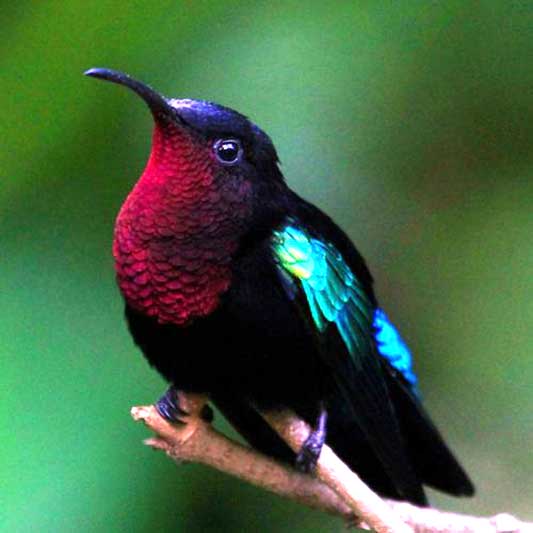 Purple-Throated Hummingbird