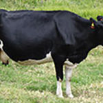 Livestock Husbandry Seminar