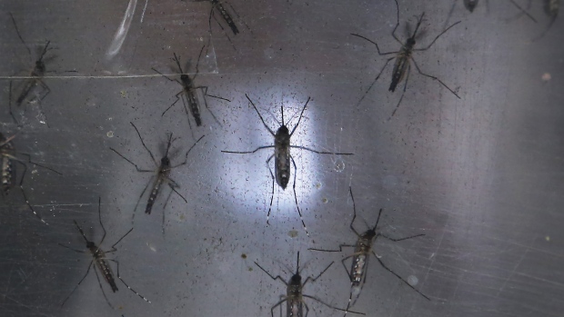 Zika - Aedes Aegypti Mosquitos
