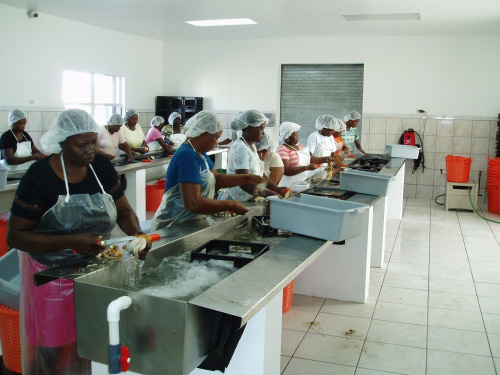 Fishing and processing conch is an important economic activity for many Caribbean States Credit: Megapesca Lda. Portugal