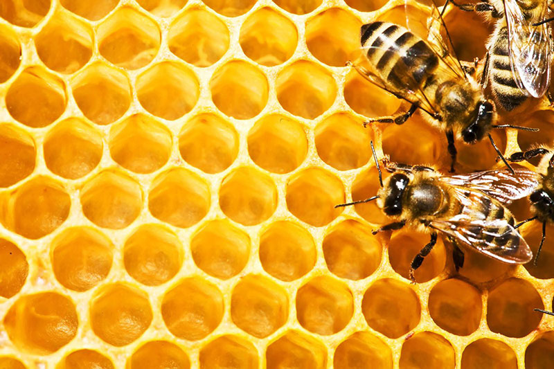 Beekeeping in Belize